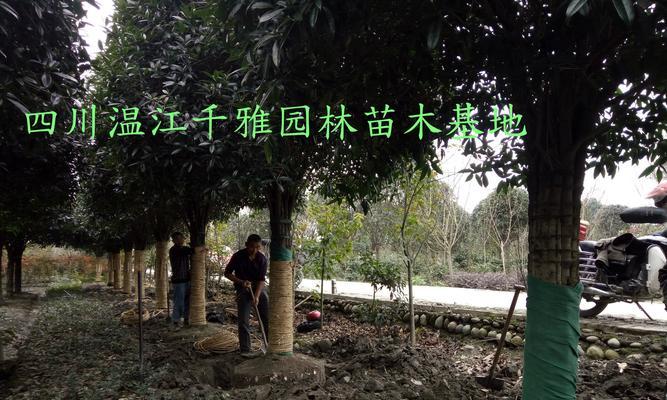 如何正确移植桂花树（移植桂花树的时间、步骤和注意事项）