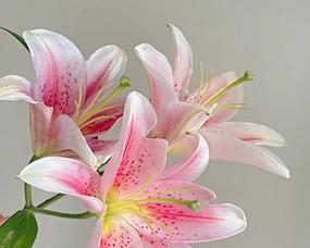 白百何花（一朵花的演绎与象征）