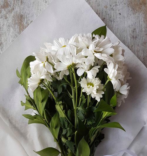 白菊花的象征意义与代表（白菊花）