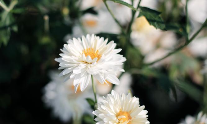 白菊花的象征意义与代表（白菊花）