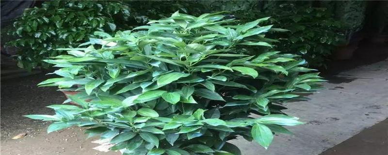 白蜡树的风水寓意与摆放位置（探寻白蜡树的能量与福祉，为家居带来好运）