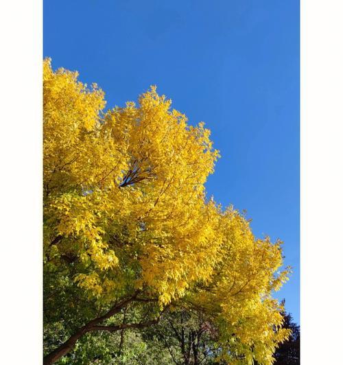 白蜡树的风水寓意与摆放位置（探寻白蜡树的能量与福祉，为家居带来好运）