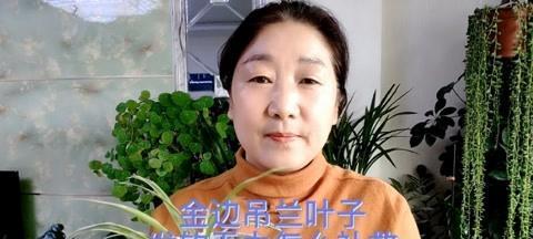 金边吊兰叶子发软无力的原因和补救方法（让你的金边吊兰重新焕发生机）