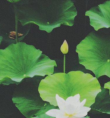 白鸟开花（揭示白鸟开花的神秘象征意义）