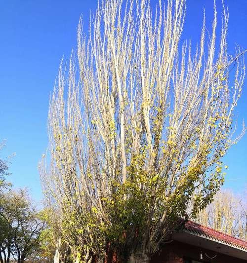 白杨树的花开与意义（白杨花的美丽和象征意义）