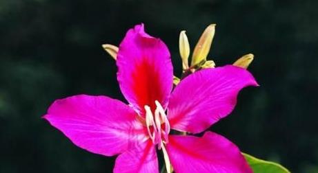 保定市花的种类及意义（探寻保定市花的独特魅力）