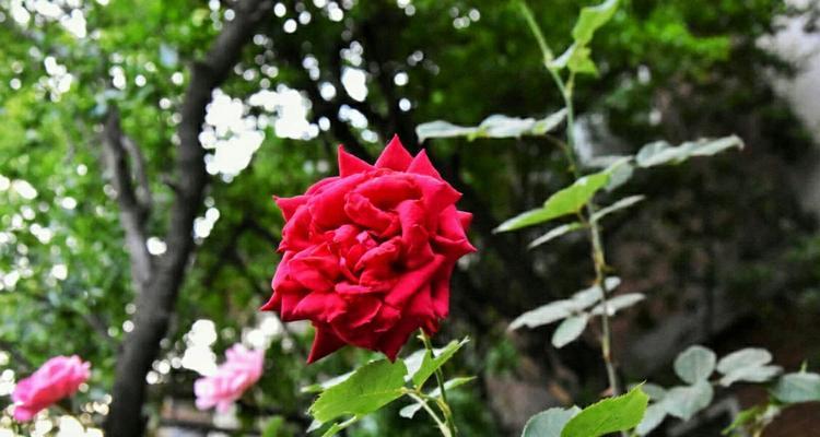 保定市花的种类及意义（探寻保定市花的独特魅力）