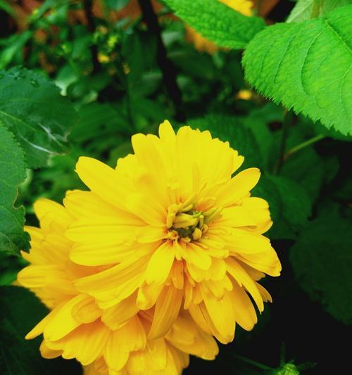 保定市花的种类及意义（探寻保定市花的独特魅力）