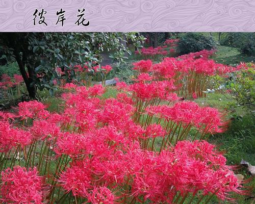 彼岸花的象征意义和寓意（唤起生命与希望的美丽之花）