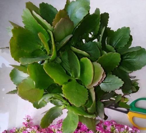 如何养护长寿花（让你的长寿花常青常在）