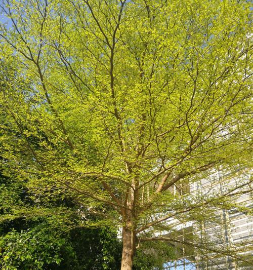 小叶榄仁种植与养护（从选种到栽培，如何让小叶榄仁成为优质果品）