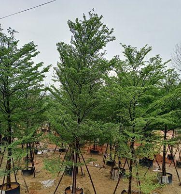 小叶榄仁种植与养护（从选种到栽培，如何让小叶榄仁成为优质果品）