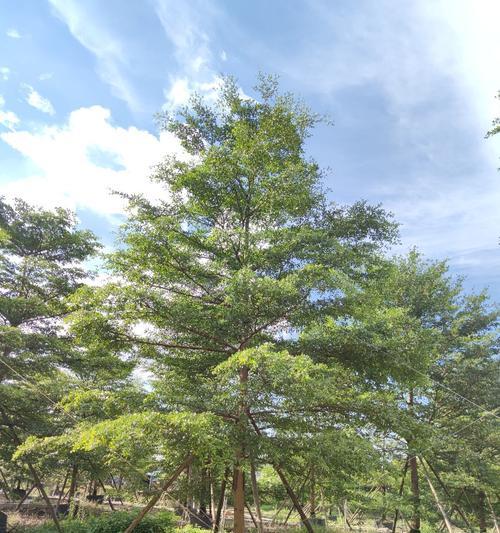 小叶榄仁种植与养护（从选种到栽培，如何让小叶榄仁成为优质果品）