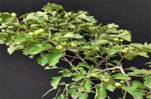 如何种植山楂树？（从选苗到栽培全攻略，轻松掌握种植技巧）