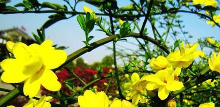 迎春花开花季节及其观赏价值（了解迎春花，赏心悦目的春日风光）