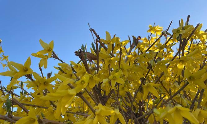 迎春花开花季节及其观赏价值（了解迎春花，赏心悦目的春日风光）