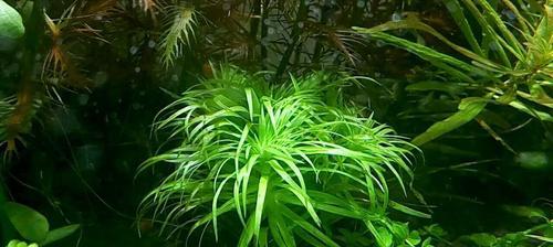 水草大集合——认识8种常见水草（多样的水草种类及名称，打造优美的水草世界）