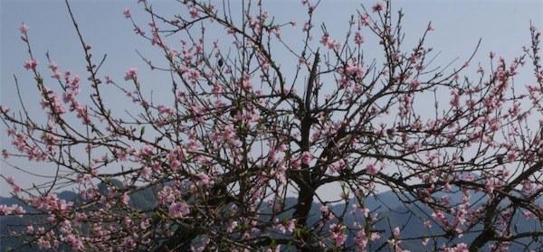 如何成功种植与管理桃树？（技术、管理、收获——桃树种植全攻略）