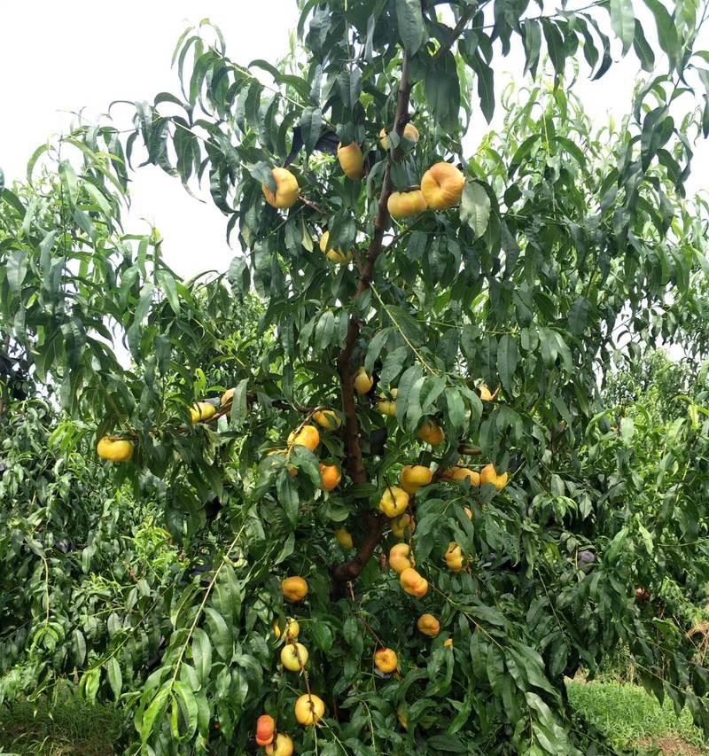 如何成功种植与管理桃树？（技术、管理、收获——桃树种植全攻略）
