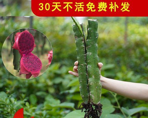火龙果盆栽种植指南（如何让你的火龙果在家里开花结果？）