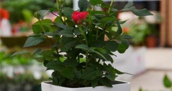 盆栽玫瑰花的养护技巧（家庭养法分享，让您轻松打造花园般的家居环境）