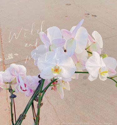 乐观的花（一缕阳光的花语）
