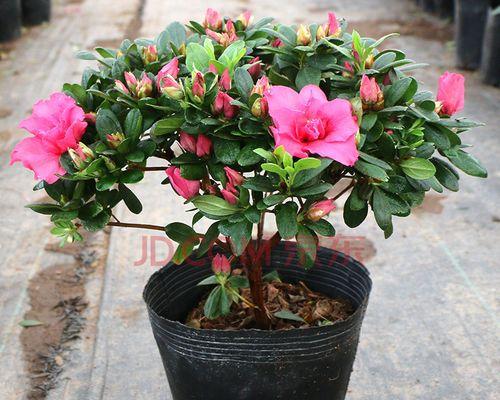 让杜鹃花开出绚丽的花朵（掌握养护技巧，让杜鹃花开花更美）
