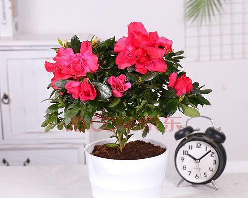 让杜鹃花开出绚丽的花朵（掌握养护技巧，让杜鹃花开花更美）