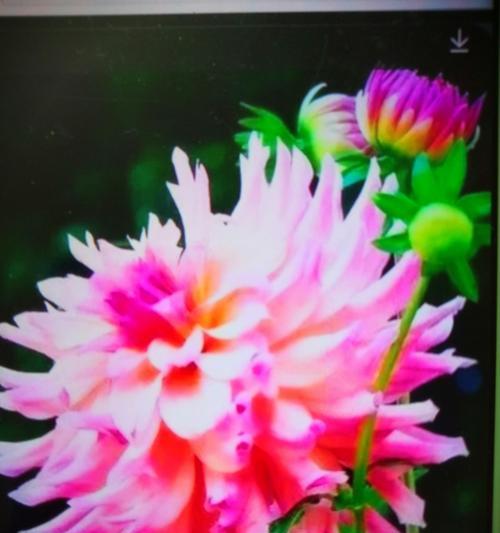 花开善良（用花语传递善良之美）