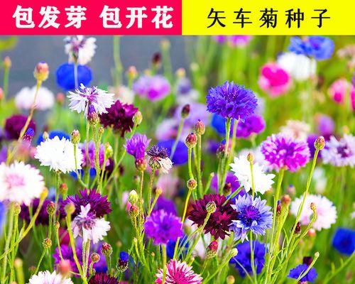 矢车菊种植全攻略（打造美丽庭院，从矢车菊开始）