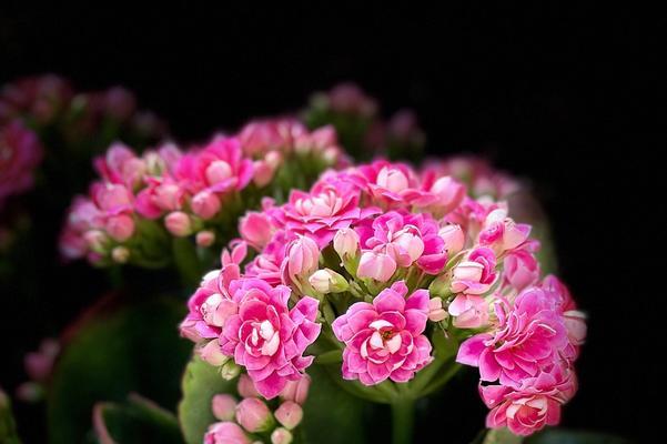 生命的花（解读花语传递的生命信息）