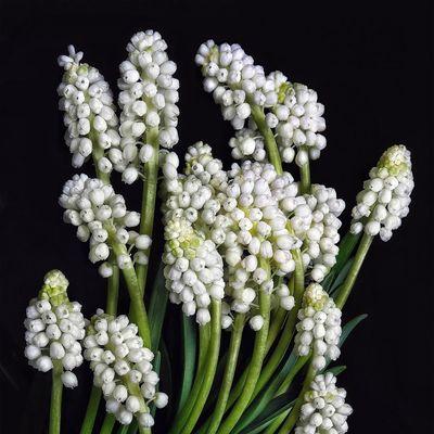 生命的花（解读花语传递的生命信息）