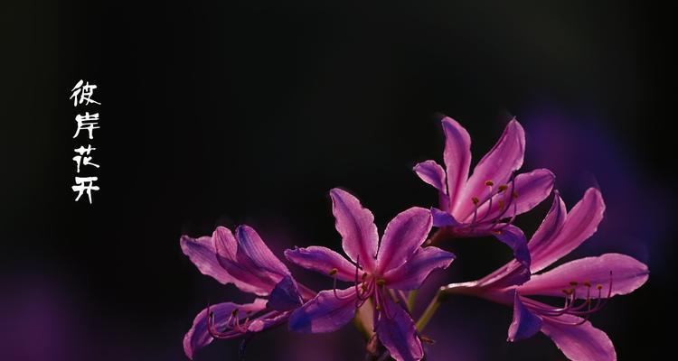 花开守护，花语传情（守护之花的含义与选择）