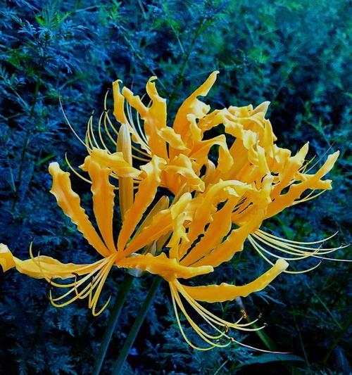 花开守护，花语传情（守护之花的含义与选择）