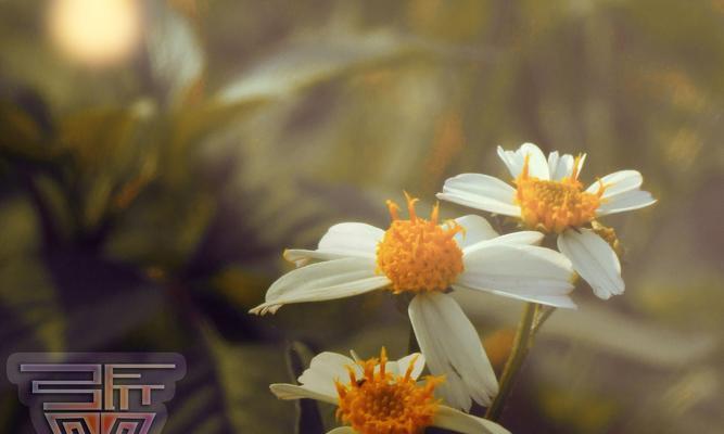勇敢的花（探索勇敢的花语，传递勇气的花卉）