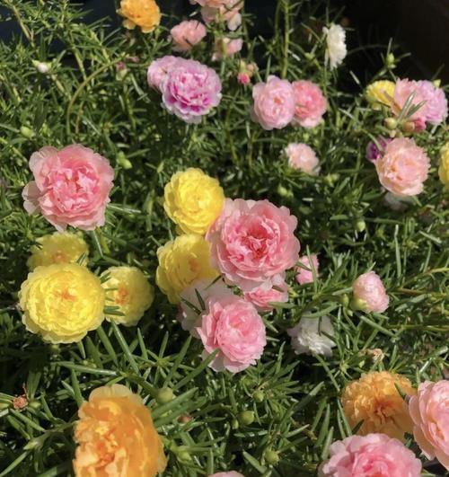 勇敢的花（探索勇敢的花语，传递勇气的花卉）