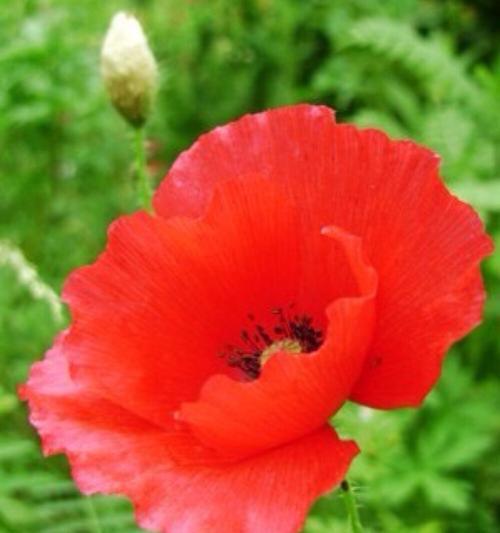 勇敢的花（探索勇敢的花语，传递勇气的花卉）