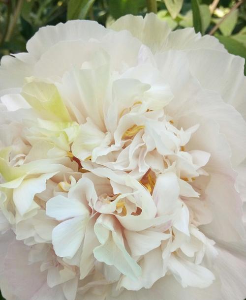 白色牡丹花的养殖方法（如何养护美丽花朵？白色牡丹花，美丽与养殖的秘密）