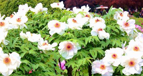 白色牡丹花的养殖方法（如何养护美丽花朵？白色牡丹花，美丽与养殖的秘密）