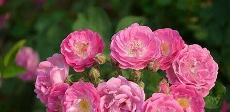 蔷薇花的养殖方法和注意事项（打造美丽花园的关键——蔷薇花）