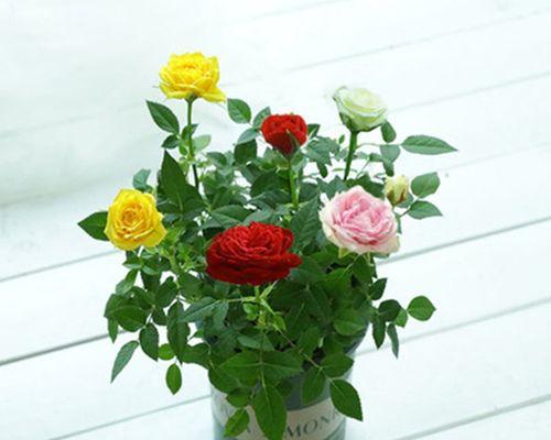 如何种植和管理玫瑰花——小技巧让你成为花儿达人（家庭花园中的玫瑰花的育种、水、肥料和剪枝维护）