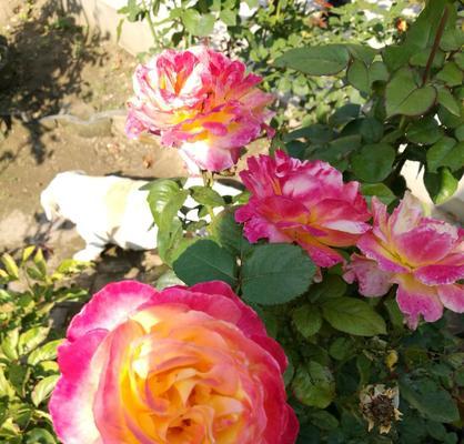 如何种植和管理玫瑰花——小技巧让你成为花儿达人（家庭花园中的玫瑰花的育种、水、肥料和剪枝维护）
