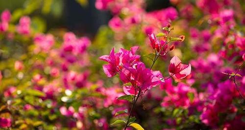 杜鹃花，自然界的艺术品（以色彩缤纷、形态各异的花朵惊艳世人）