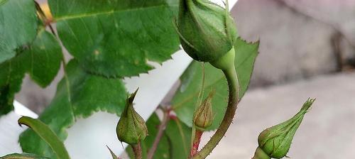 月季花的施肥方法（做好花粉营养，让花儿更美丽）