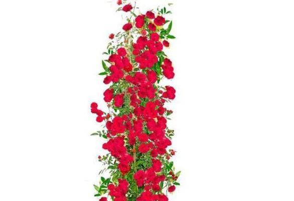 红木香——室内盆栽的优秀选择