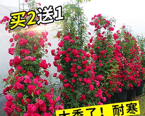 红木香——室内盆栽的优秀选择
