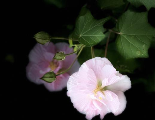 芙蓉花象征的文化内涵（从东方文化的角度解读芙蓉花）