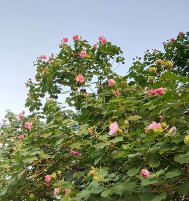 芙蓉花象征的文化内涵（从东方文化的角度解读芙蓉花）