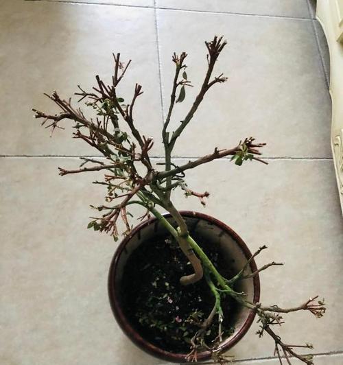杜鹃花枯萎了怎么救活（救救杜鹃花，让它重新绽放生命的色彩）
