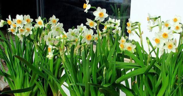 水仙花的养护与繁殖（打造美丽的花园——水仙花的栽培技巧）